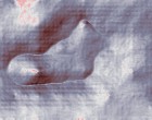 embryo entwicklung